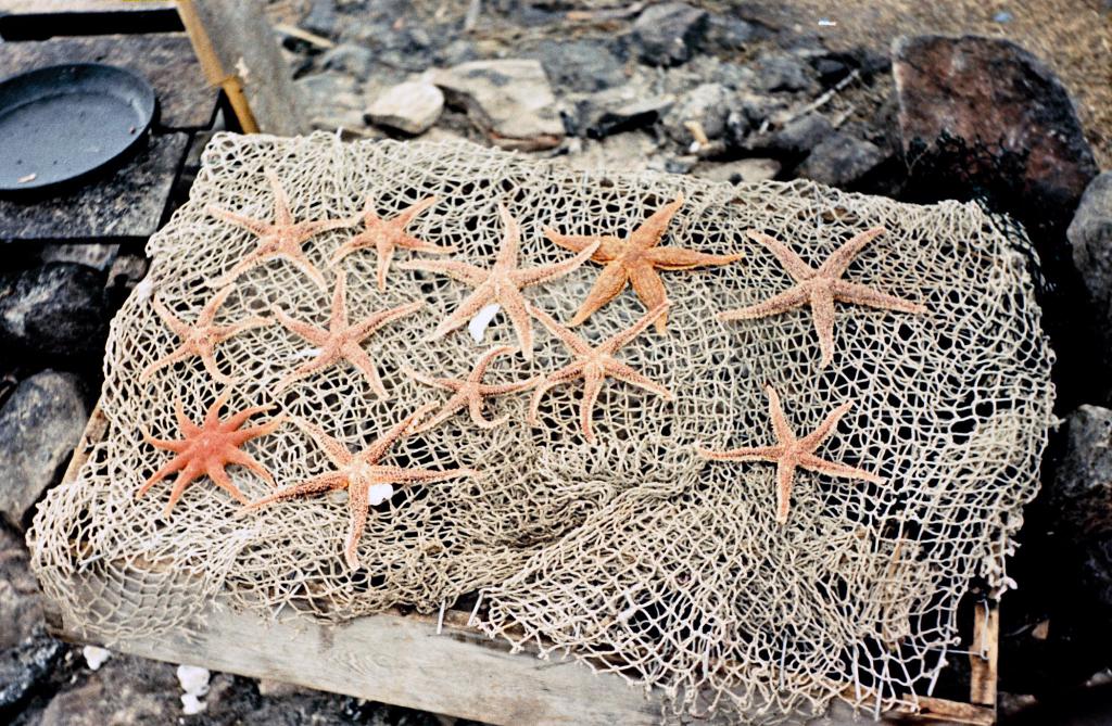 1969 г.  Звёзды со дна моря. Экспедиция на Белое море. Кандалакшский залив.