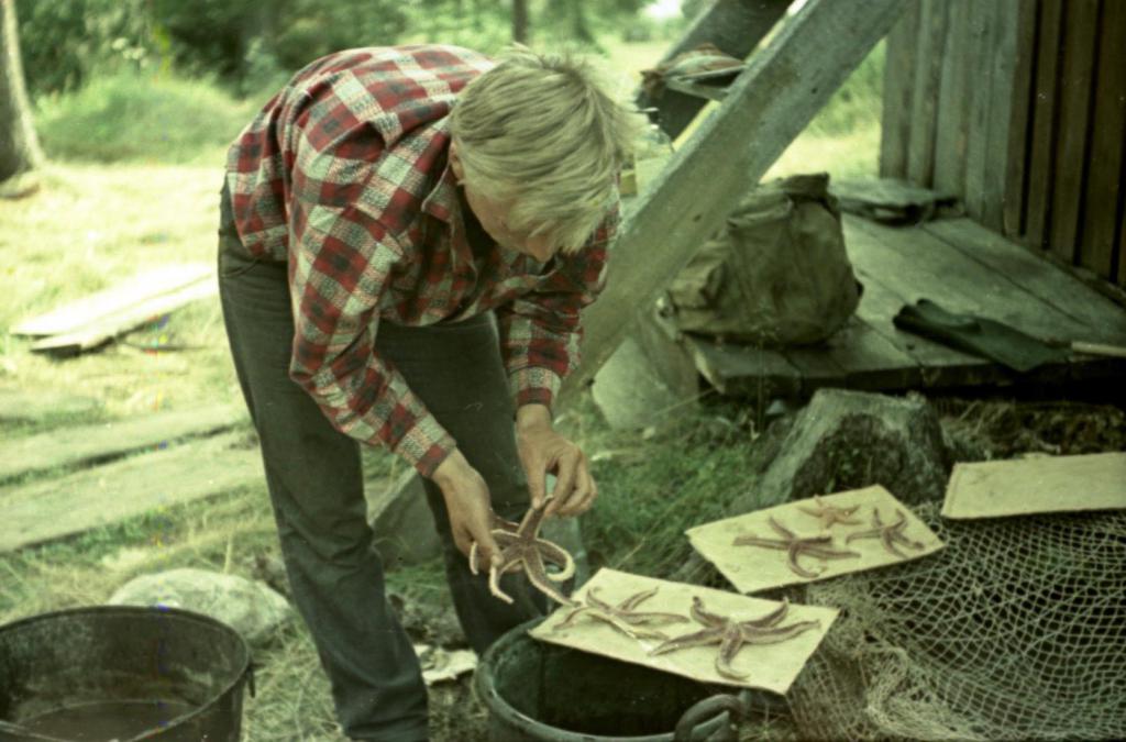 1969 г.  Звёзды со дна моря. Экспедиция на Белое море. Кандалакшский залив.