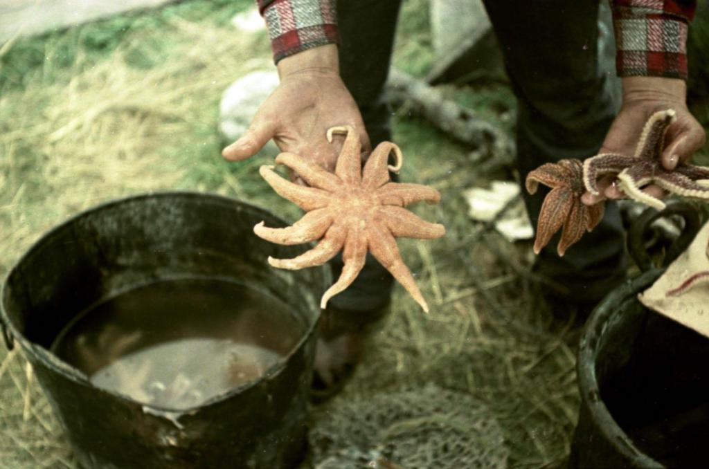 1969 г.  Звёзды со дна моря. Экспедиция на Белое море. Кандалакшский залив.