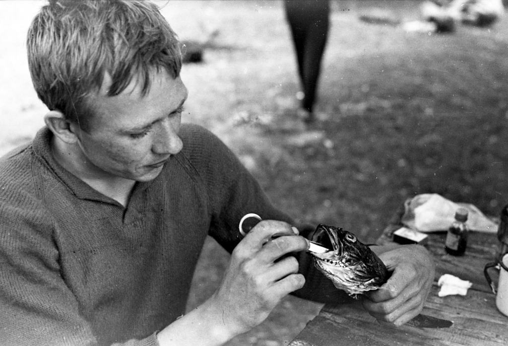 1970 г.  Начальник экспедиции Ю.Кутергин препарирует морских животных. Экспедиция «Голубая манта». Остров Попова, Японское море.