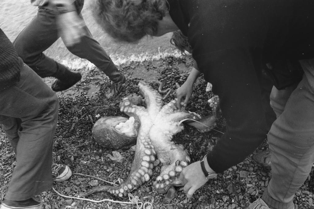 74-61  1974 г. Пойман осьминог! Первенство Восточной зоны по подводному ориентированию. о-в Попова, Владивосток.
