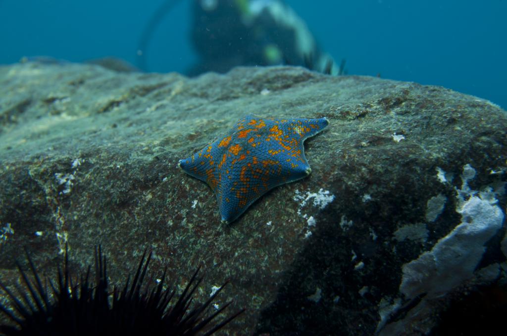 Самый распространённый в Японском море вид морской звезды – патирия гребешковая, о. Карамзина. 