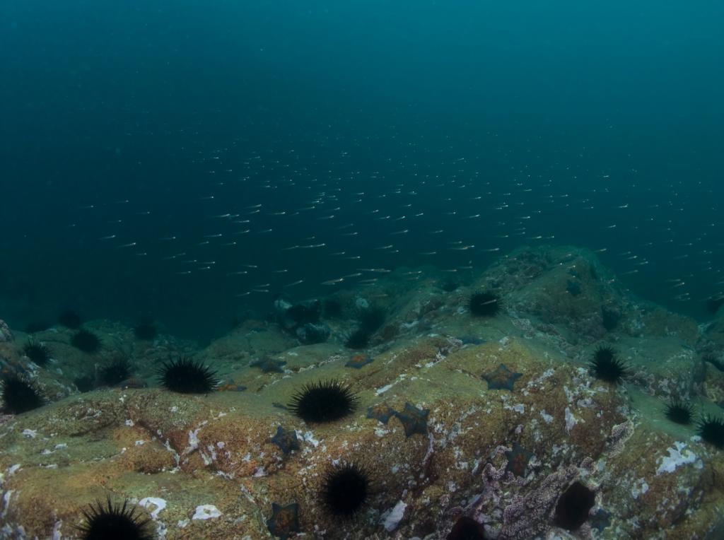 Мир черного моря. Подводный мир залива Петра Великого. Морские обитатели залива Петра Великого. Дно залива Петра Великого. Дно Охотского моря.